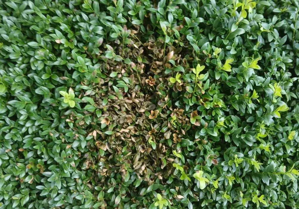Buxusschimmels