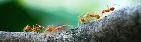 Afweermiddelen mieren